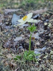 Anemonastrum sibiricum