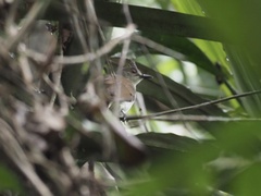 Brachypodius eutilotus