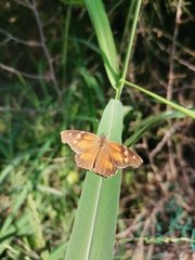 Libytheana carinenta mexicana