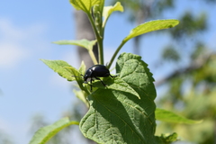 Leptinotarsa behrensi