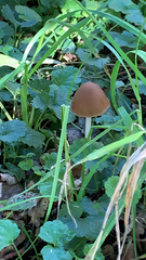 Psathyrella longipes