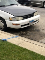 Sciurus carolinensis