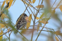 Emberiza leucocephalos