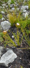 Corymbium villosum