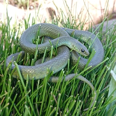 Amplorhinus multimaculatus