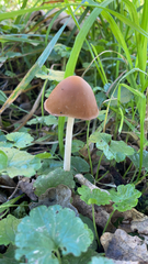 Psathyrella longipes