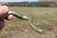 Amplorhinus multimaculatus