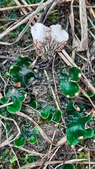 Peltigera