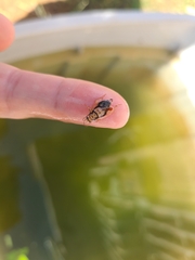 Euthlastoblatta facies