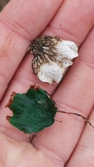 Peltigera