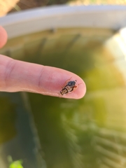 Euthlastoblatta facies