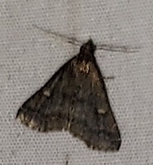 Tetanolita mynesalis