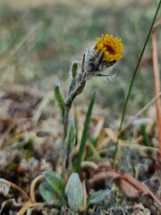Tephroseris yukonensis
