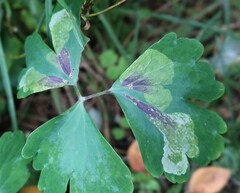 Phytomyza aquilegiae
