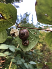 Cepaea nemoralis