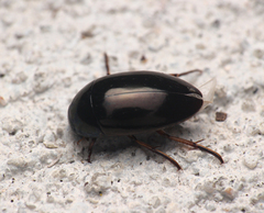 Tropisternus quadristriatus