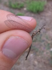 Macronemurus appendiculatus