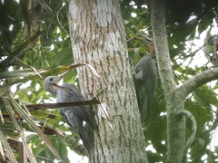 Mulleripicus pulverulentus