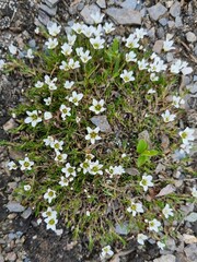 Cherleria arctica