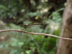 Heliocypha perforata