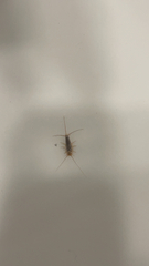 Ctenolepisma longicaudatum