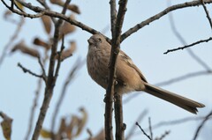 Carpodacus sibiricus