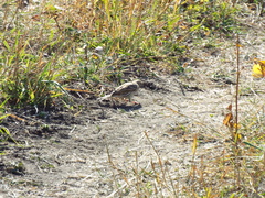 Emberiza citrinella × leucocephalos