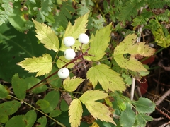 Actaea rubra neglecta