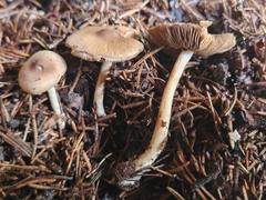 Inocybe flocculosa