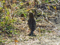 Emberiza citrinella × leucocephalos