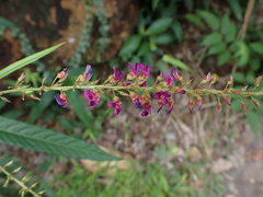Tadehagi triquetrum