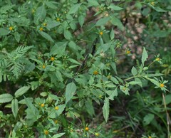 Bidens frondosa
