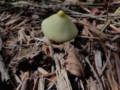 Leucocoprinus birnbaumii image