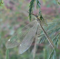 Brachynemurus