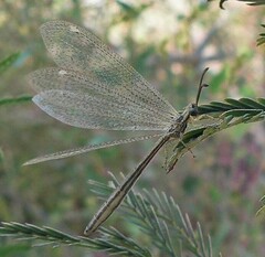 Brachynemurus