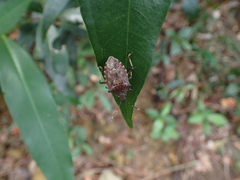 Eocanthecona concinna