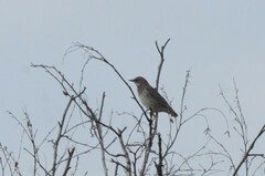 Turdus atrogularis