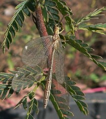 Brachynemurus