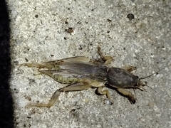 Neoscapteriscus borellii