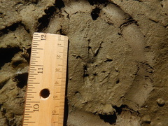 Ondatra zibethicus