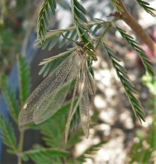 Brachynemurus