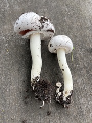 Agaricus californicus