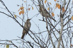 Turdus atrogularis
