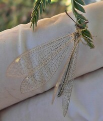 Brachynemurus