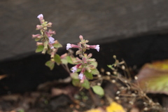 Dracocephalum thymiflorum