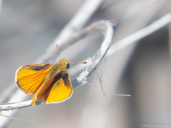 Copaeodes aurantiaca