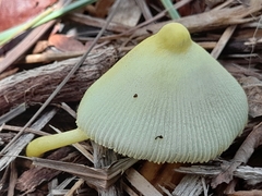 Image Associated With the Occurrence