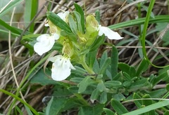 Teucrium montanum