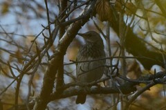 Turdus atrogularis