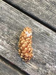 Picea sitchensis